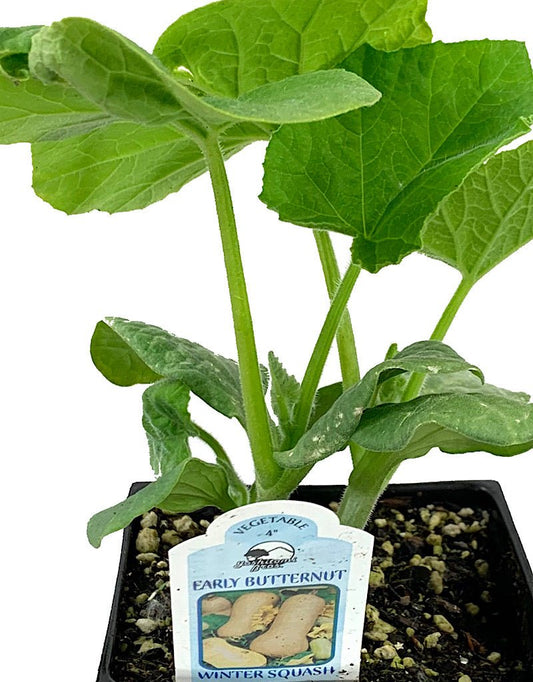 Squash 'Butternut' 4 Inch - The Garden Corner