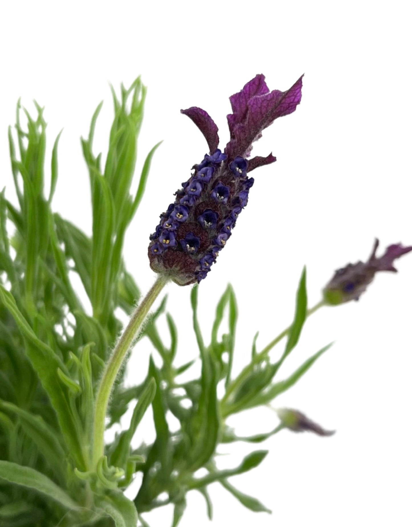 Lavandula stoechas 'Helmsdale' 1 Gallon - The Garden Corner
