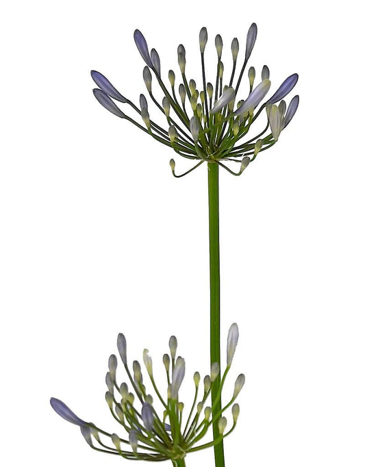 Agapanthus 'Queen Anne' 1 Gallon - The Garden Corner