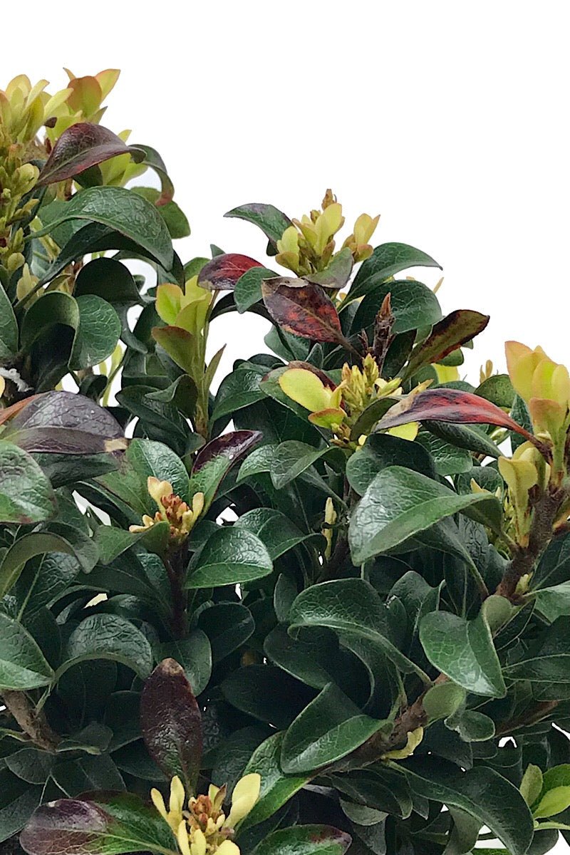 Rhaphiolepis umbellata 'Southern Moon' 1 Gallon - The Garden Corner