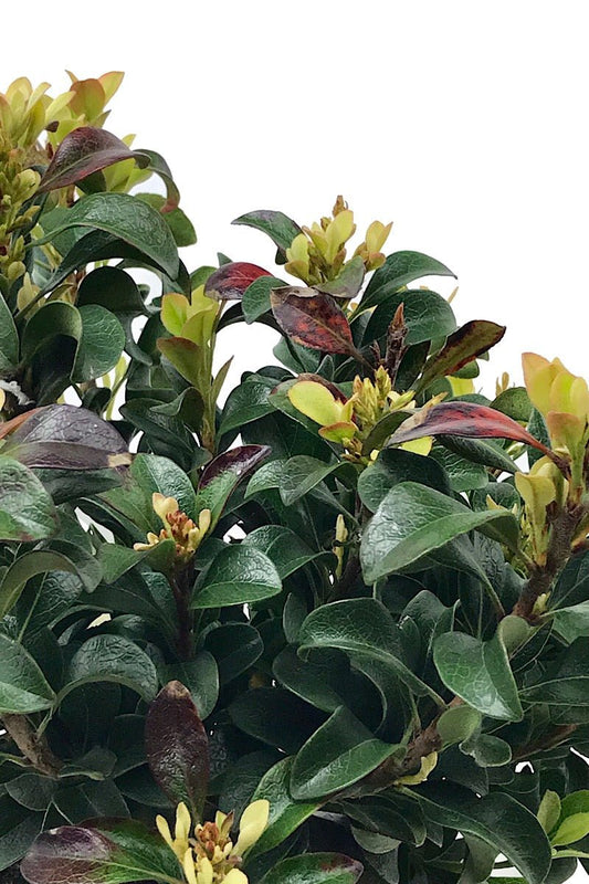 Rhaphiolepis umbellata 'Southern Moon' 1 Gallon - The Garden Corner