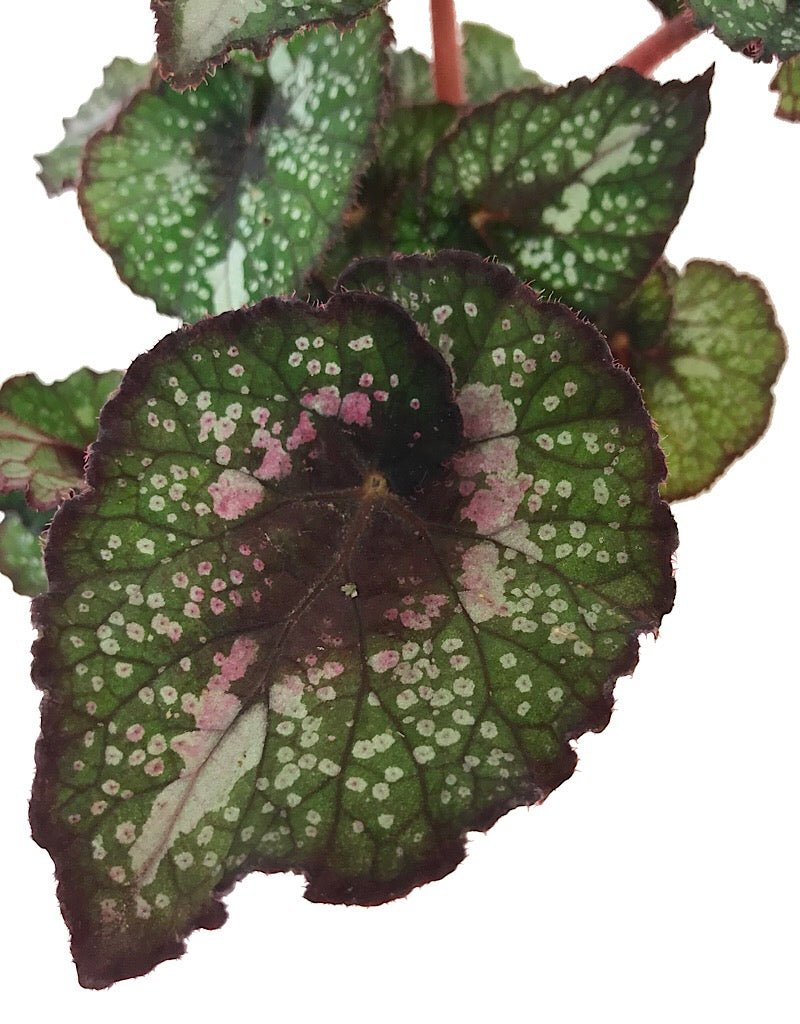 Begonia rex 'Twister' - Quart - The Garden Corner