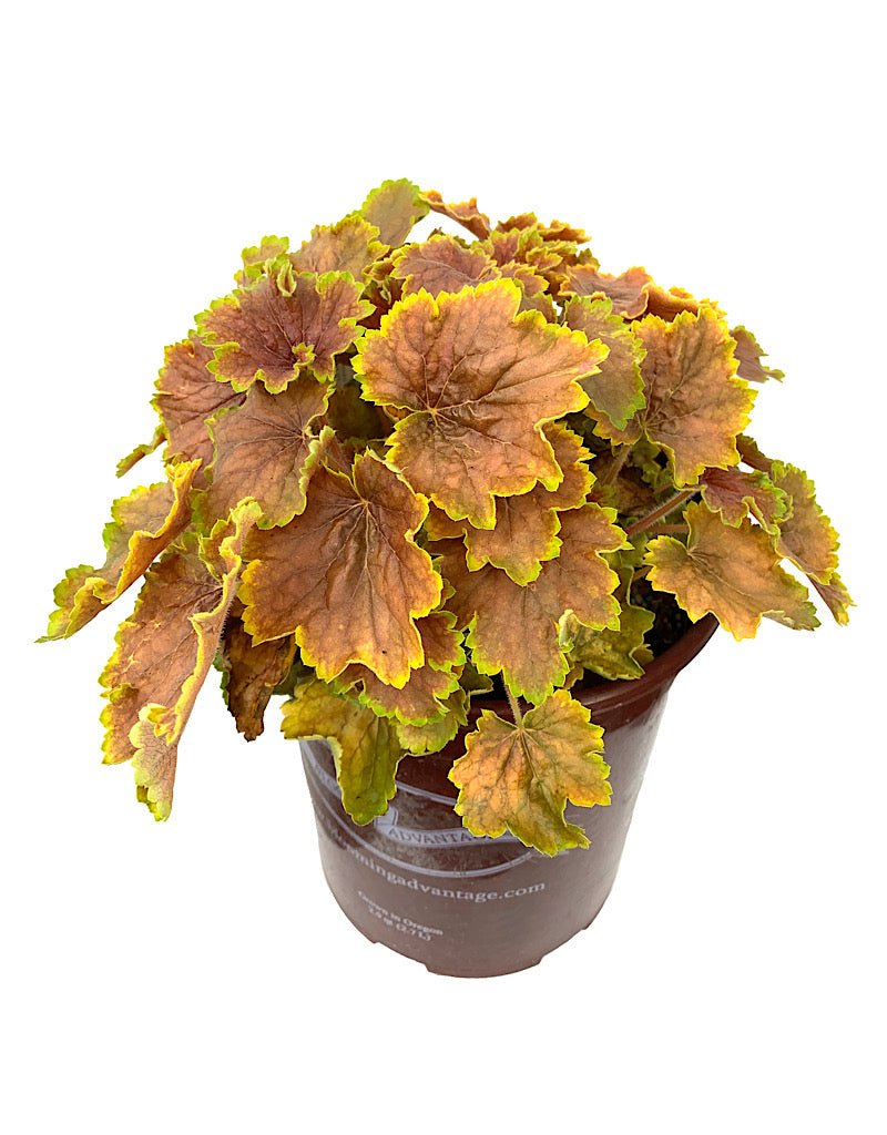 Heuchera 'Delta Dawn' - The Garden Corner