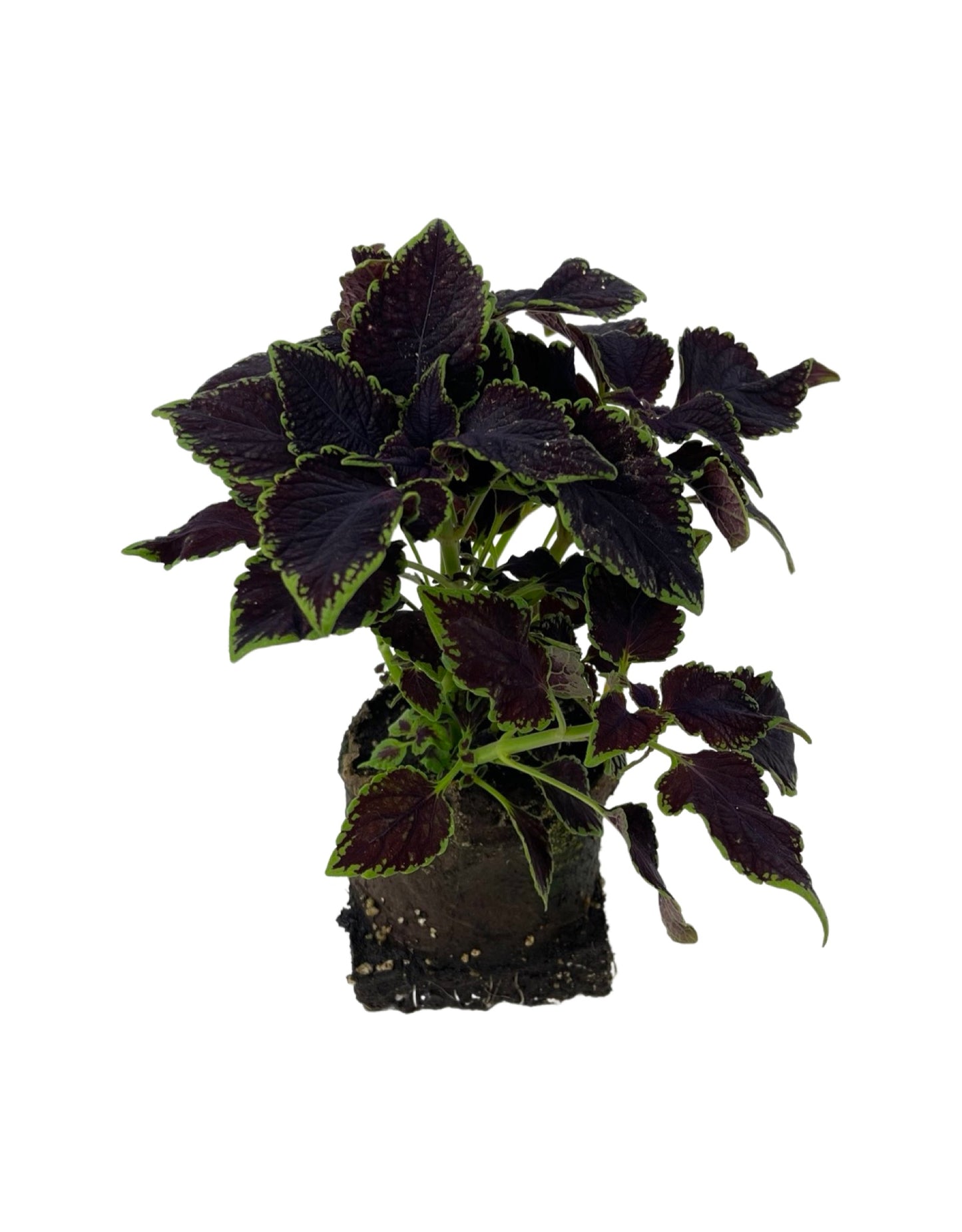Coleus 'Abbey Road' 4 Inch - Annuals