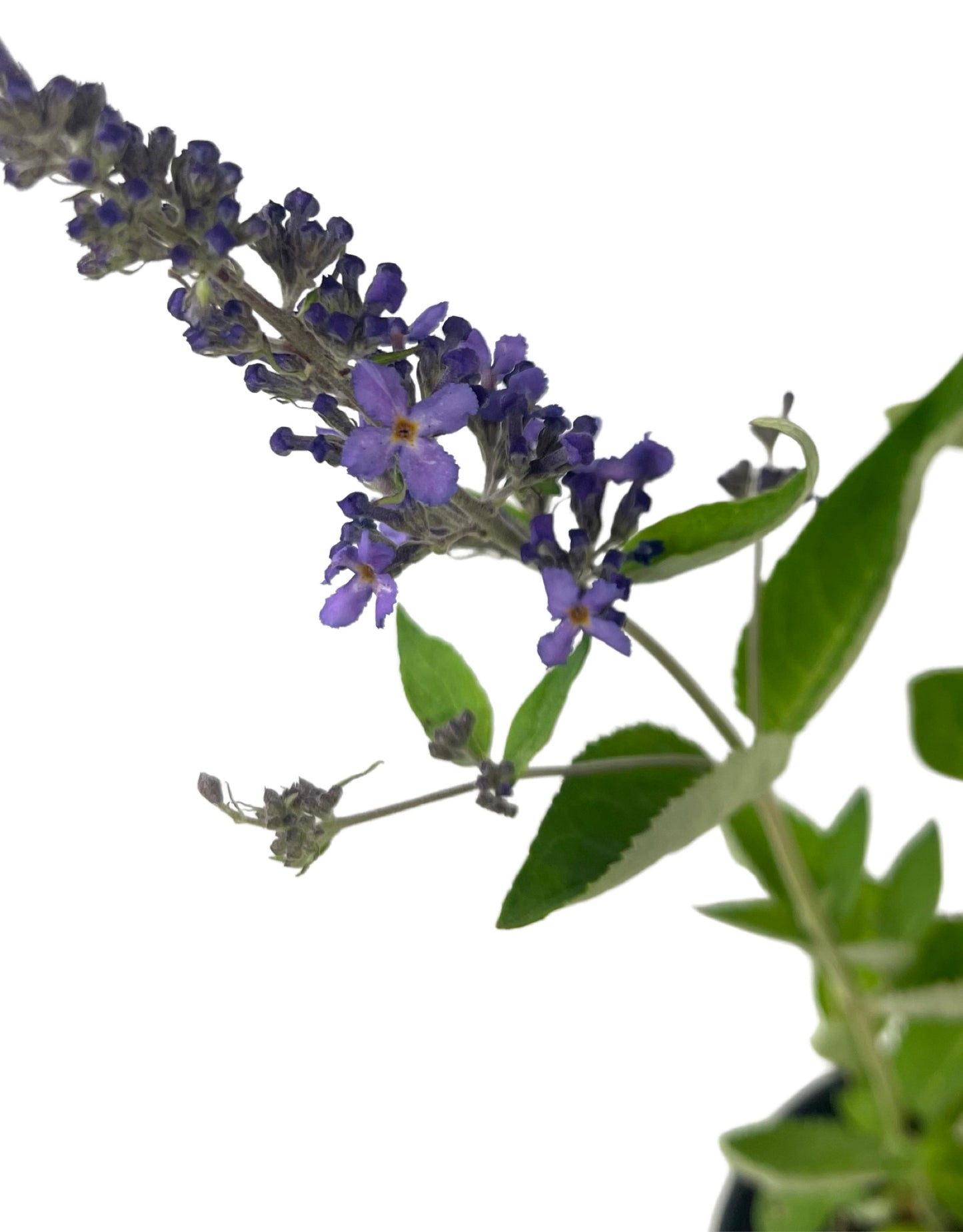 Buddleia 'Flutterby Petite Blue Heaven' - Perennials