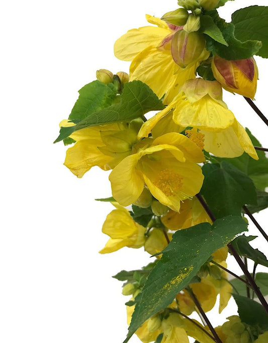 Abutilon 'Lucky Lantern Yellow' 1 gal - The Garden Corner