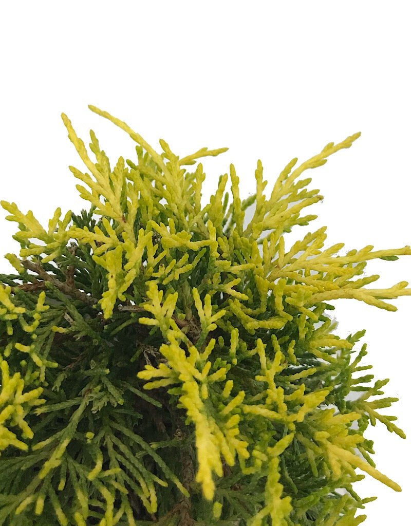 Juniperus pfitzeriana 'Golden Joy' 4 Inch - The Garden Corner