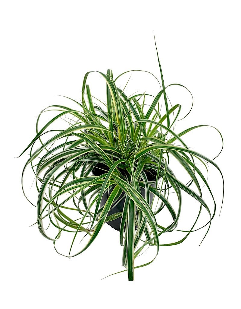 Carex oshimensis 'Feather Falls' - Perennials