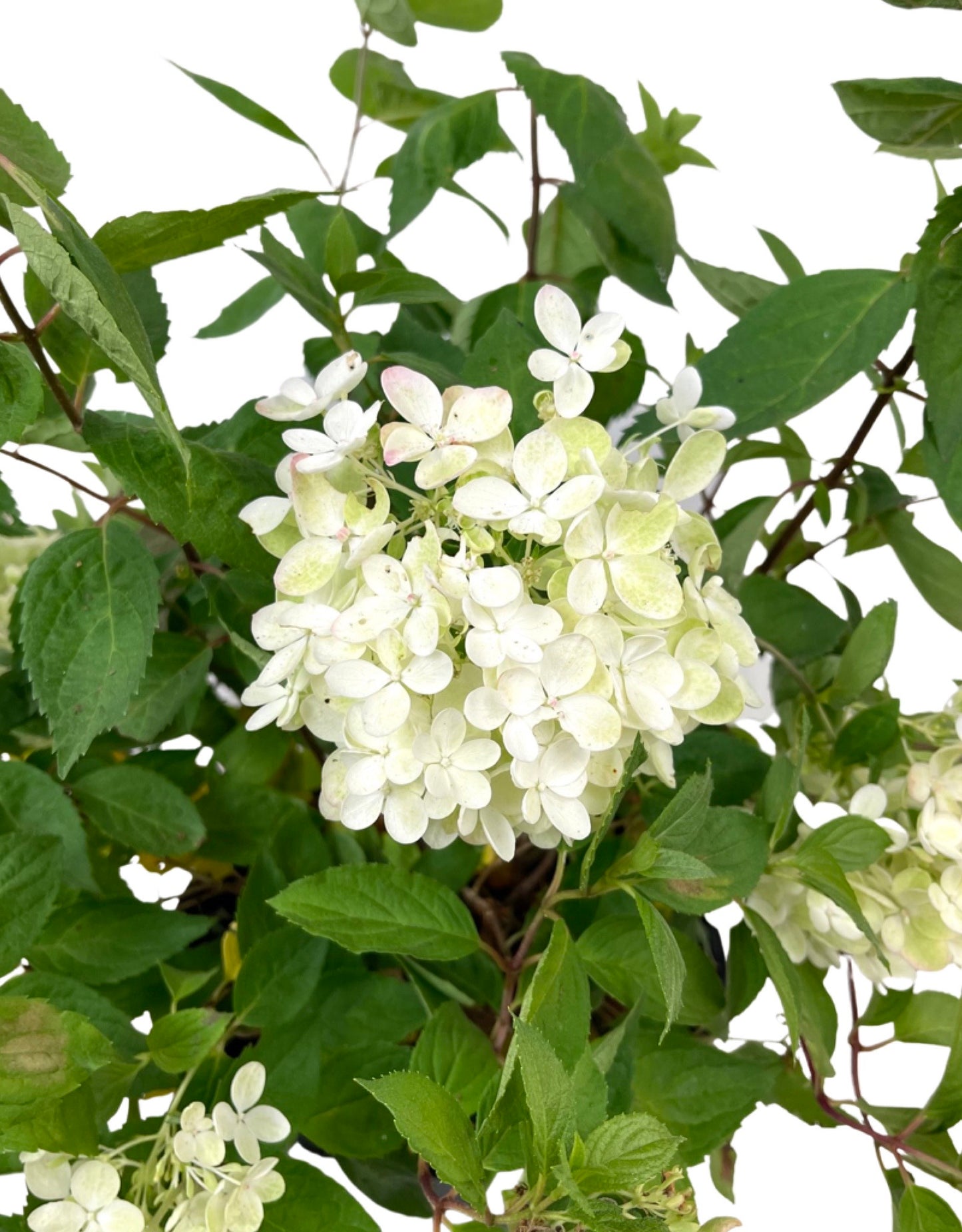 Hydrangea Paniculata 'Bombshell 2 Gallon - The Garden Corner
