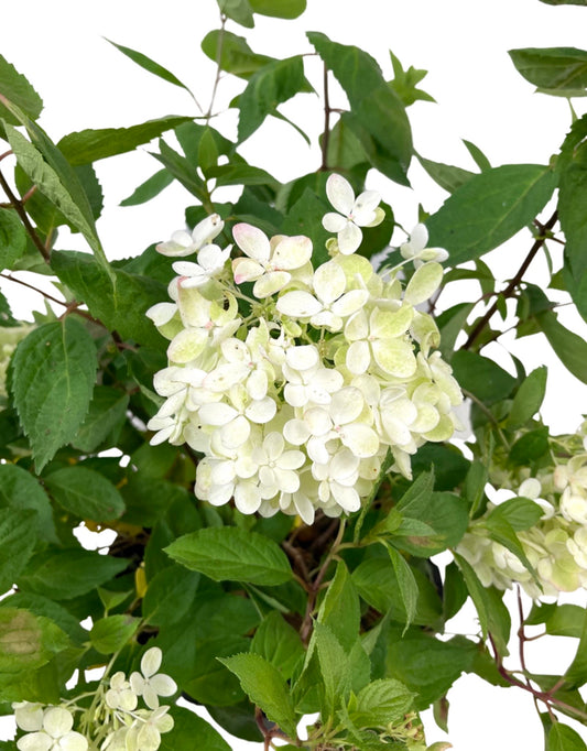 Hydrangea Paniculata 'Bombshell 2 Gallon - The Garden Corner