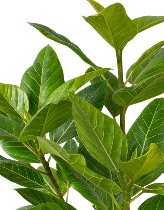 Ficus altissima 10 Inch - The Garden Corner