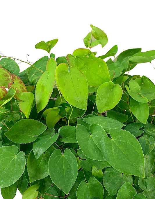 Epimedium 'Rubrum' 1 Gallon - The Garden Corner