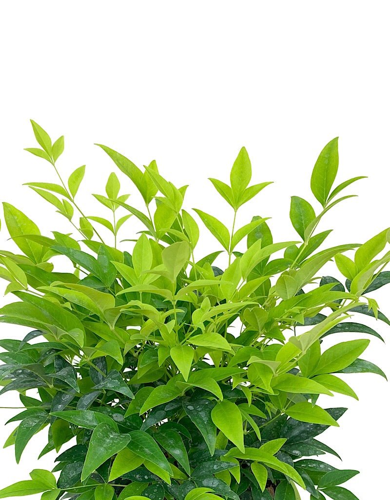 Nandina domestica 'Lemon Lime' - The Garden Corner