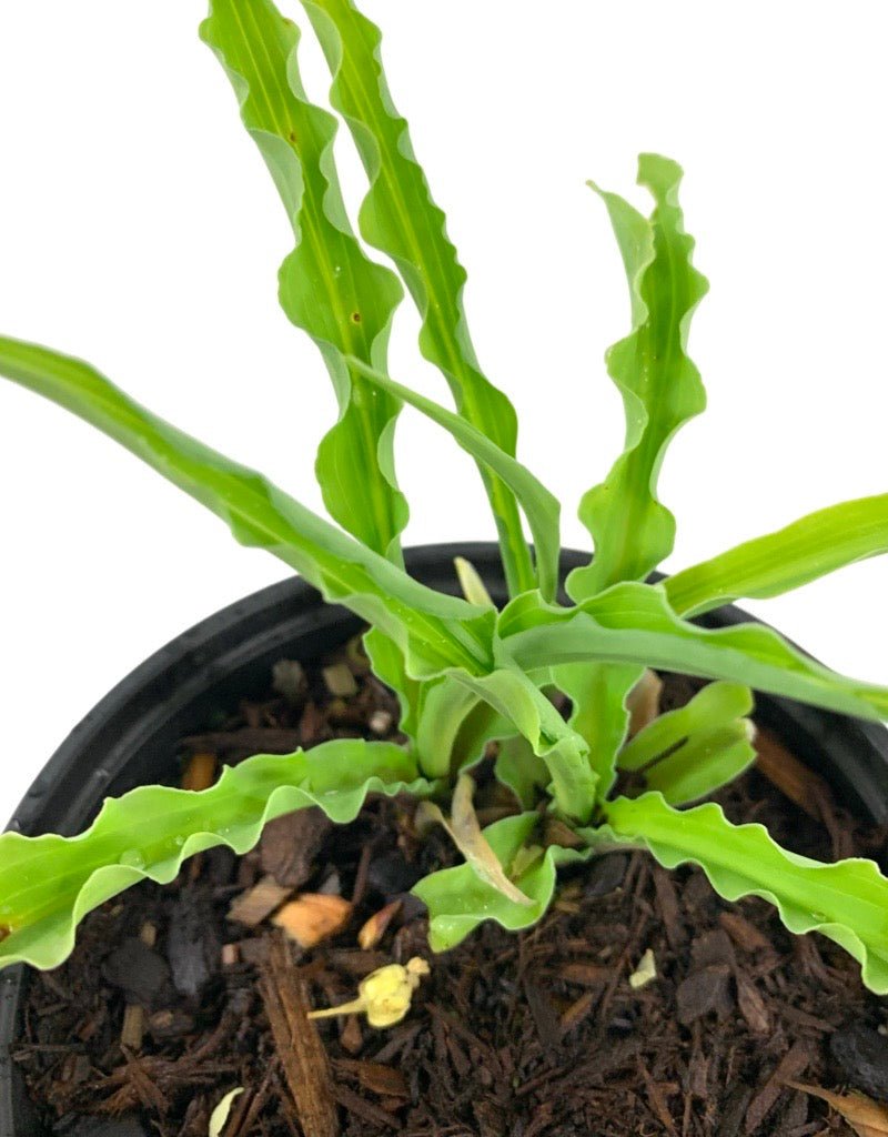 Hosta 'Curly Fries' - The Garden Corner