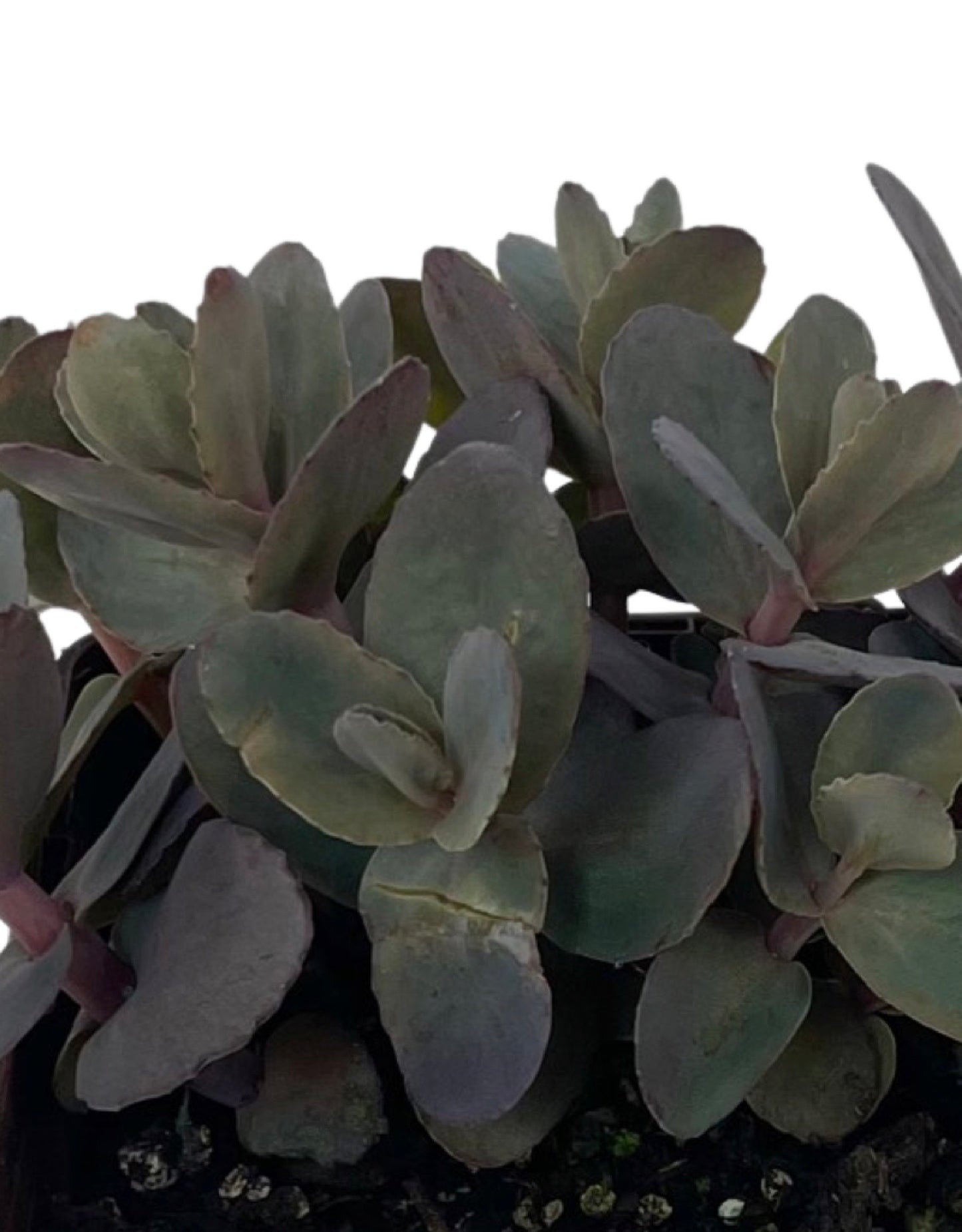Sedum 'Mojave Jewels Sapphire'