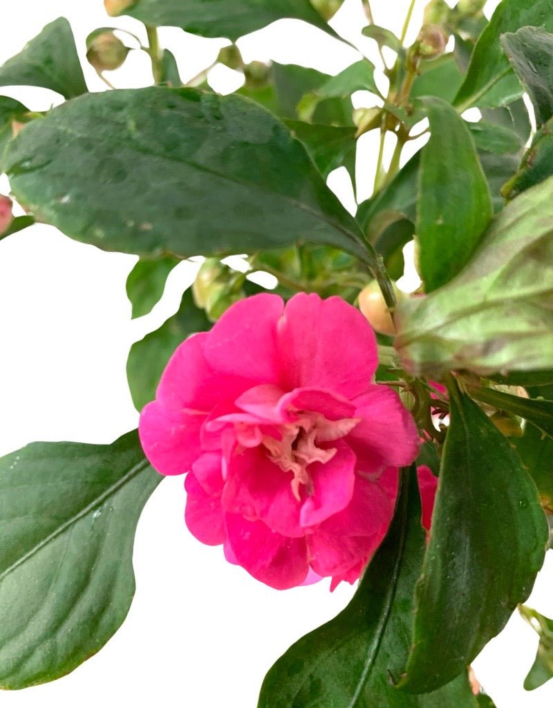 Impatiens 'Glimmer Hot Pink' - The Garden Corner