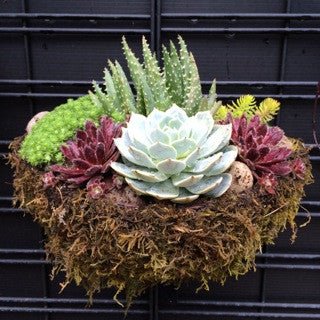 GC Exclusive 23 - The Garden Corner