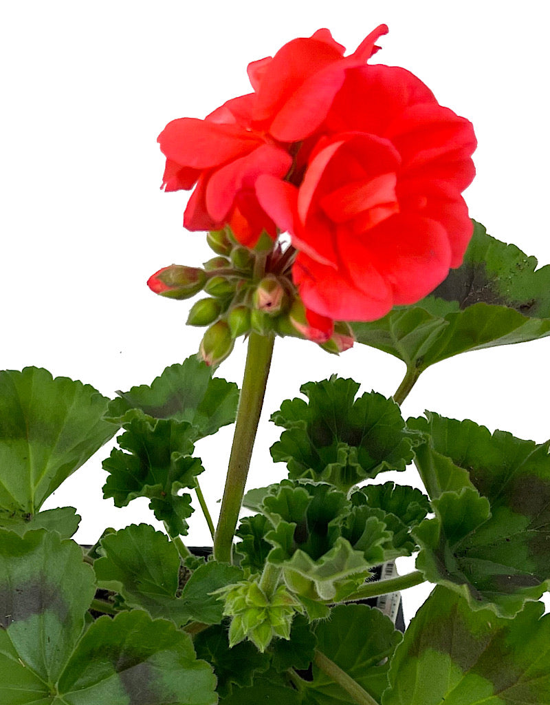 Geranium Zonal 'Tango Orange'