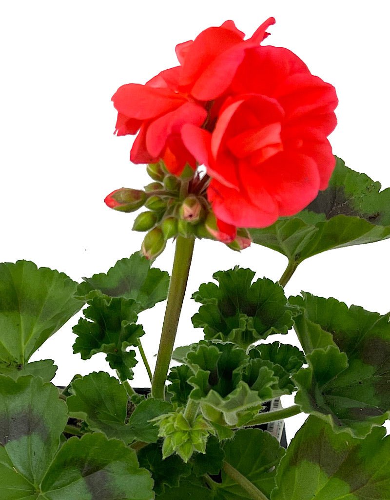 Geranium Zonal 'Tango Orange' - The Garden Corner