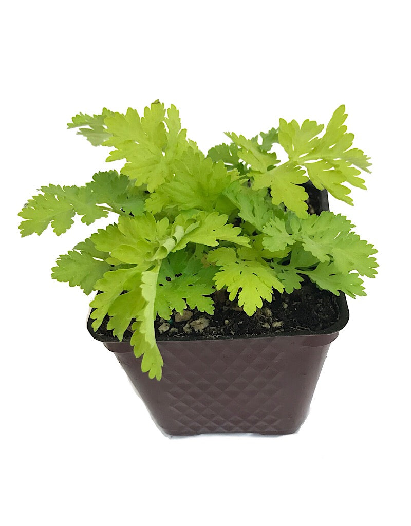 Tanacetum parthenium 'Aureum'