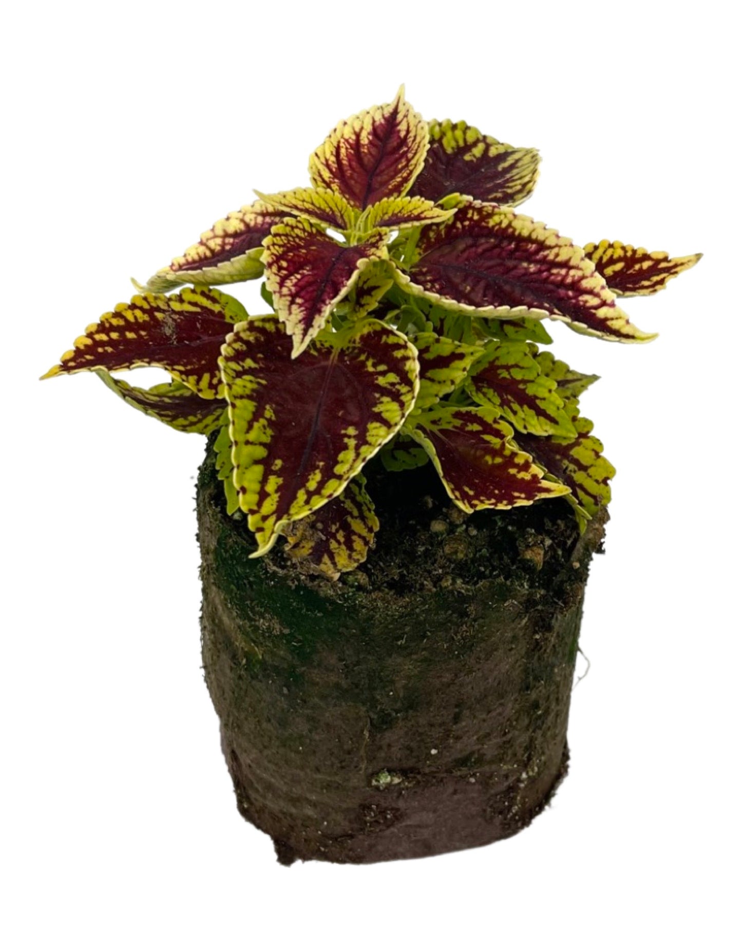 Coleus 'Coleosaurus'