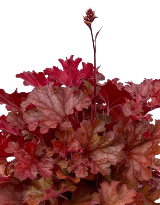 Heuchera 'Ruby Tuesday' - The Garden Corner