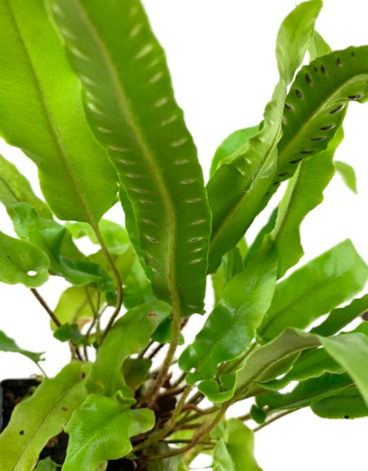 Asplenium scolopendrium - The Garden Corner