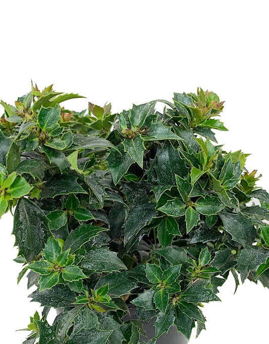 Ilex x 'Rock Garden' 1 gal - The Garden Corner