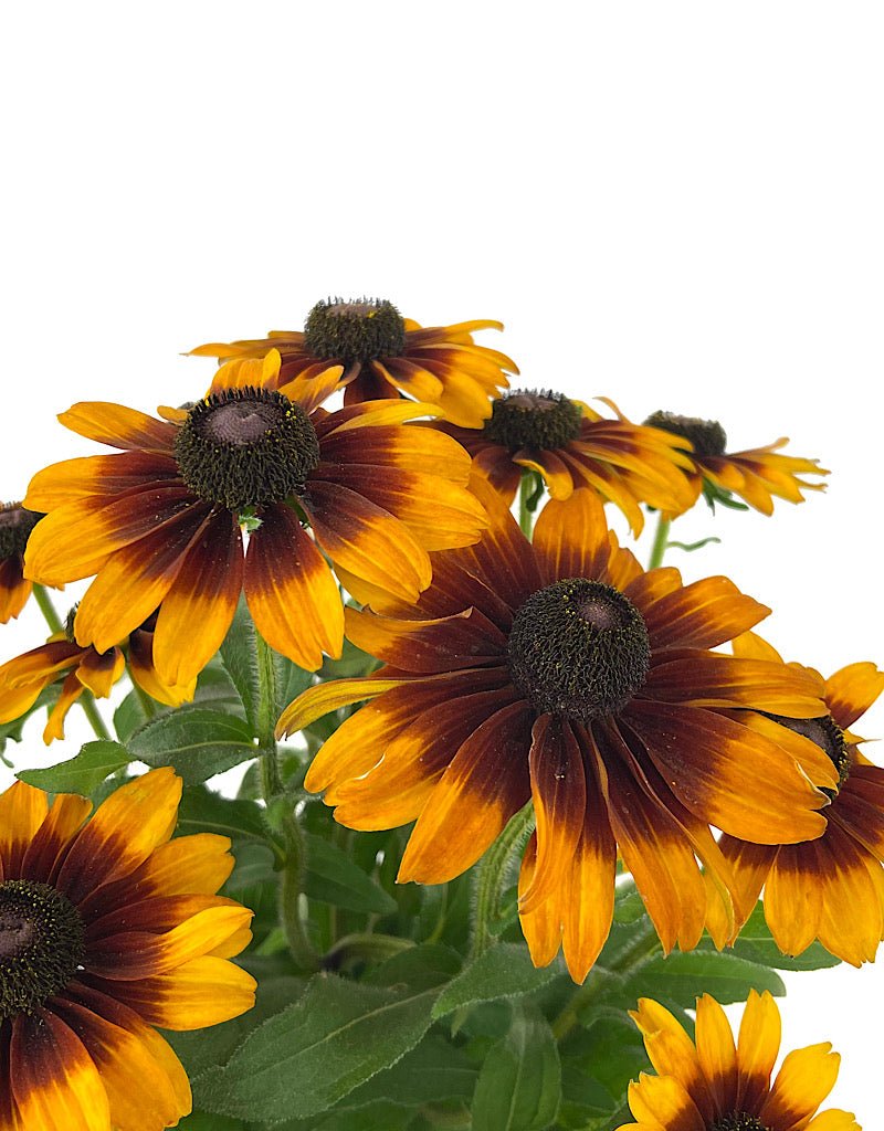 Rudbeckia hirta 'SmileyZ Glowing' Quart - The Garden Corner