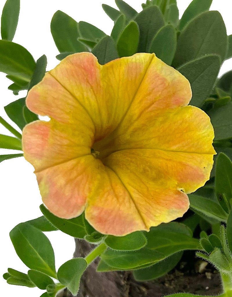 Petunia 'Supertunia Honey' - The Garden Corner