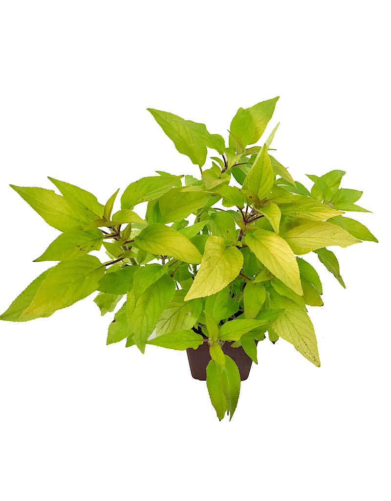 Salvia 'Golden Delicious' Quart