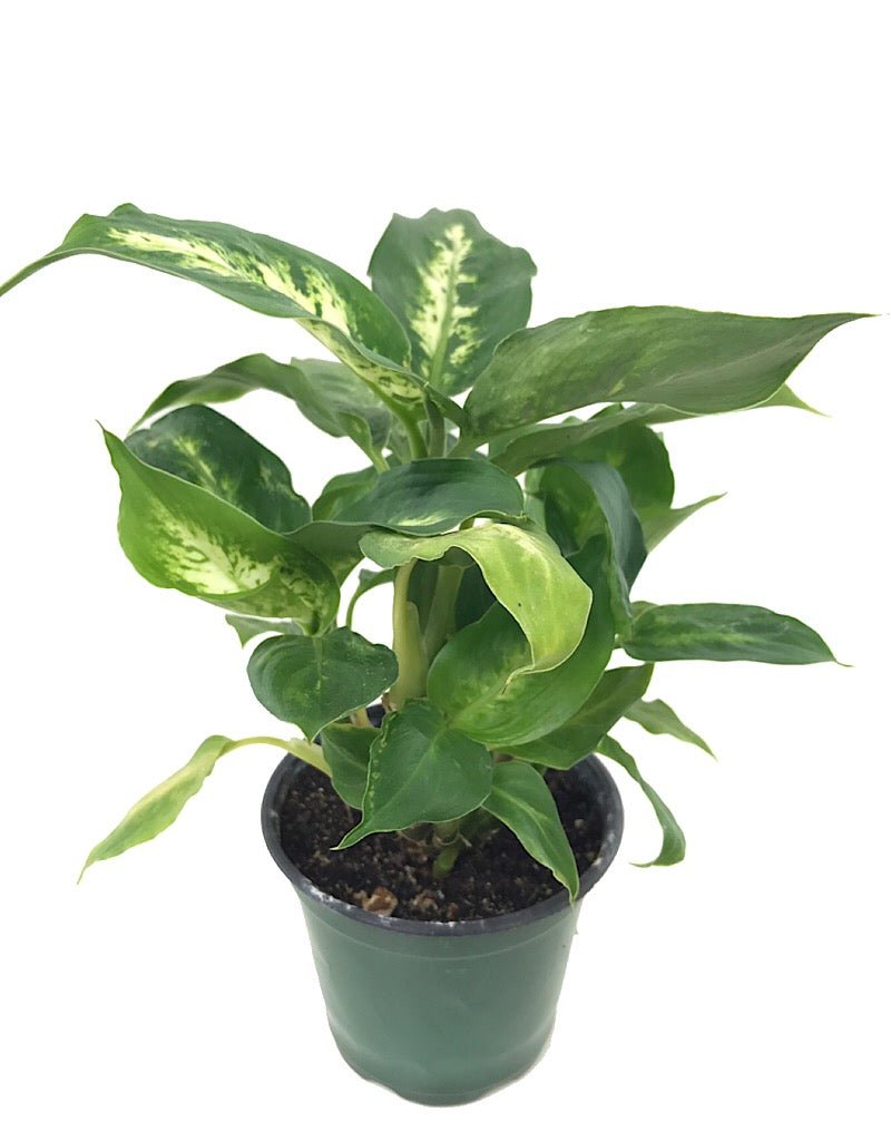 Dieffenbachia 'Perfecta Compacta' - The Garden Corner