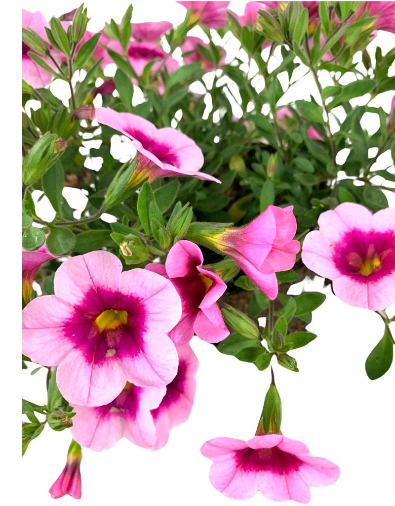 Calibrachoa 'Aloha Kona Tiki Soft Pink'