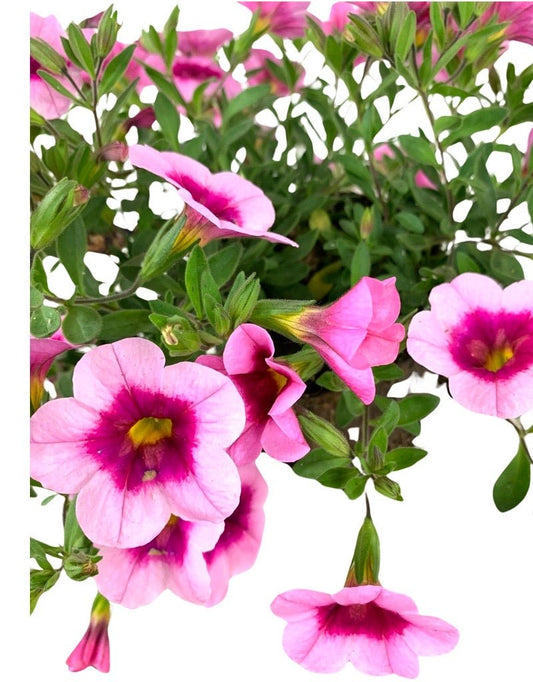 Calibrachoa 'Aloha Kona Tiki Soft Pink' - The Garden Corner
