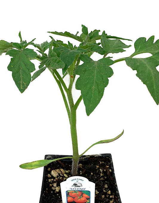 Tomato 'Legend' 4 Inch - The Garden Corner
