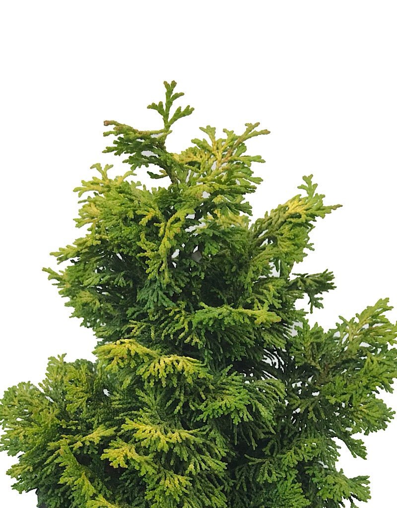 Chamaecyparis obtusa 'Rainbow' 1 Gallon - The Garden Corner