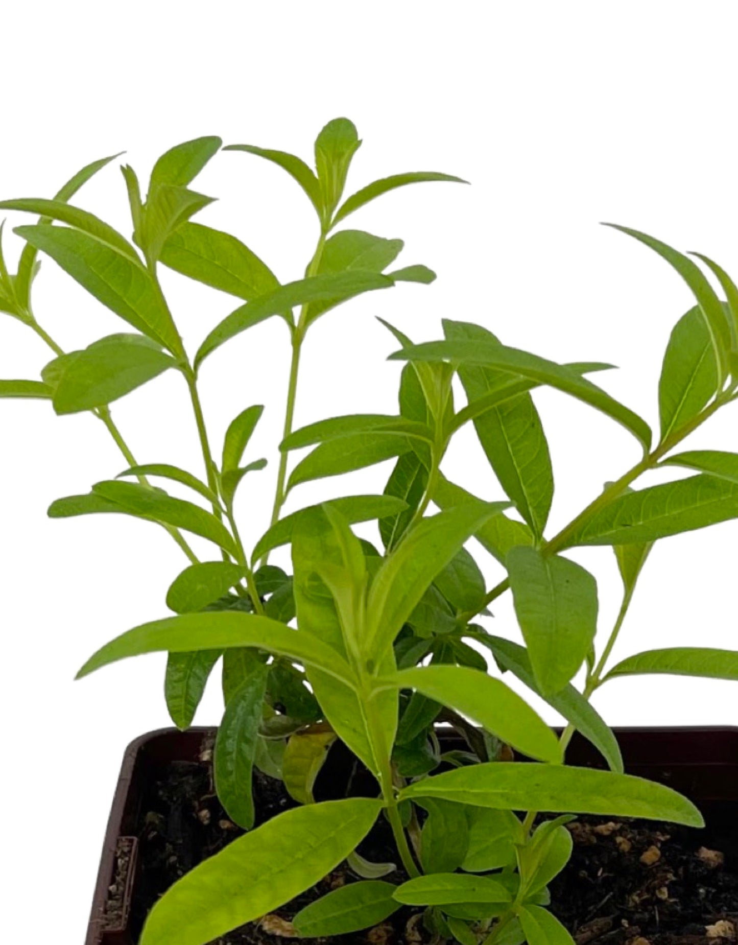 Aloysia citrodora 'Lemon Verbena' Quart