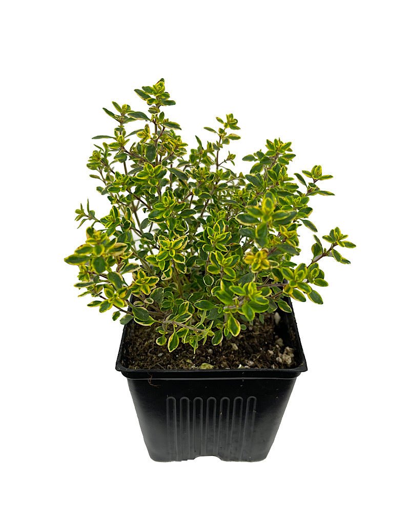 Thymus x citriodorus (Lemon Thyme) - Groundcovers