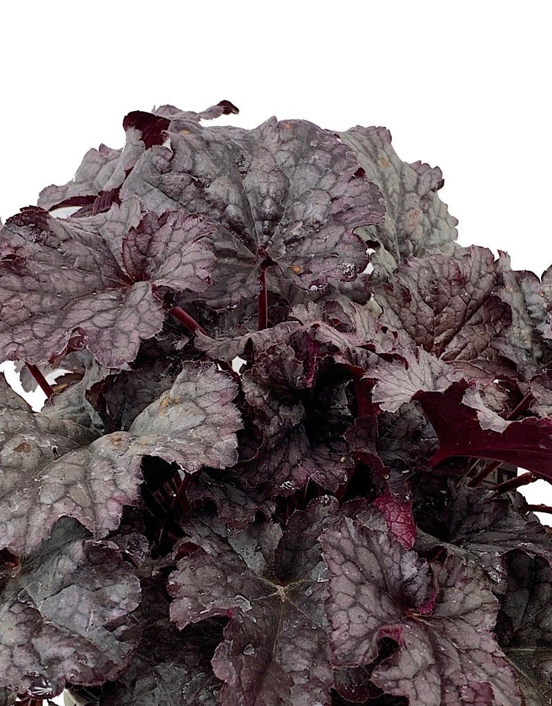 Heuchera 'Plum Pudding' 1 Gallon - The Garden Corner