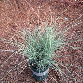 Miscanthus sinensis 'Morning Light'