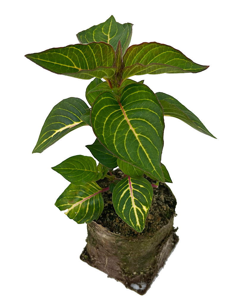 Iresine 'Blazin Lime' 4 Inch