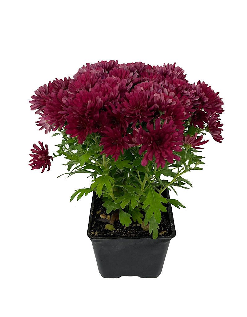 Garden Mum - Seasonal Plant