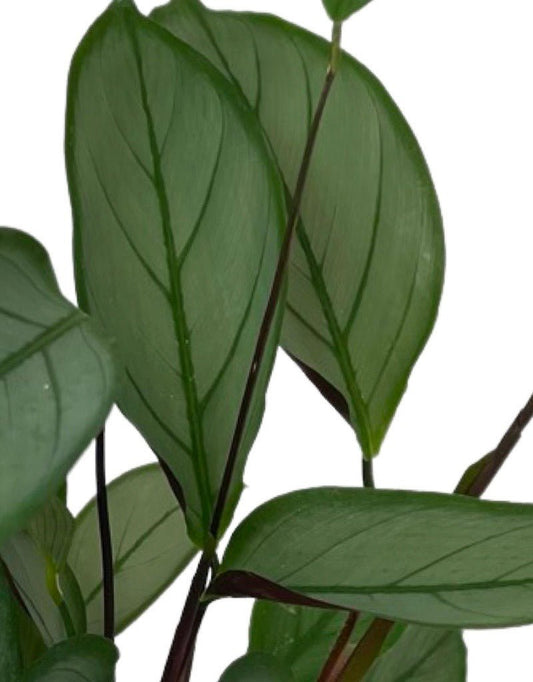 Ctenanthe 'Grey Star' Quart - The Garden Corner