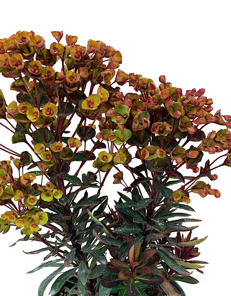 Euphorbia 'Blackbird' - The Garden Corner