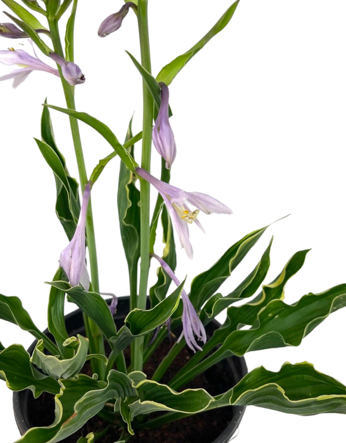 Hosta 'Praying Hands' 1 Gallon - The Garden Corner