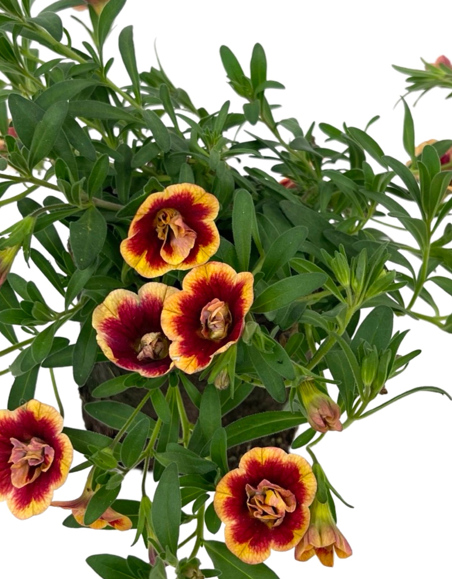 Calibrachoa 'Minifamous Neo Double Orangetastic - The Garden Corner