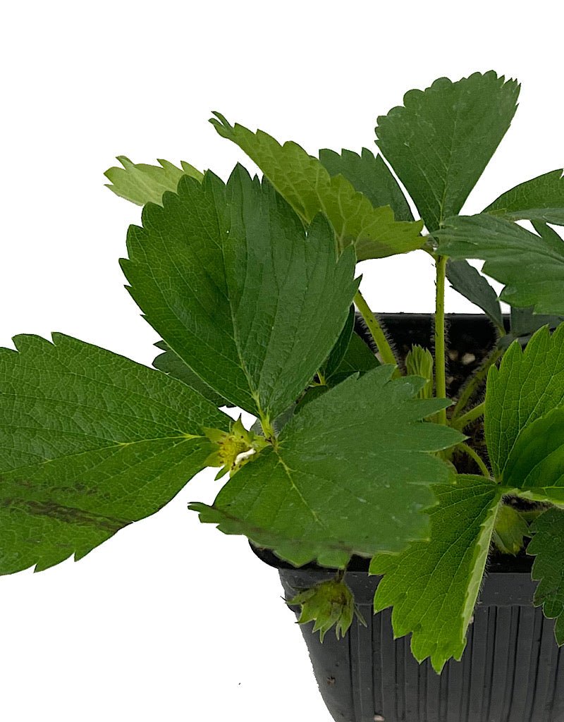 Strawberry 'Quinault' - The Garden Corner