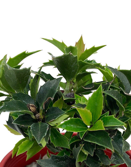 Ilex x 'Rock Garden' 4 inch - The Garden Corner
