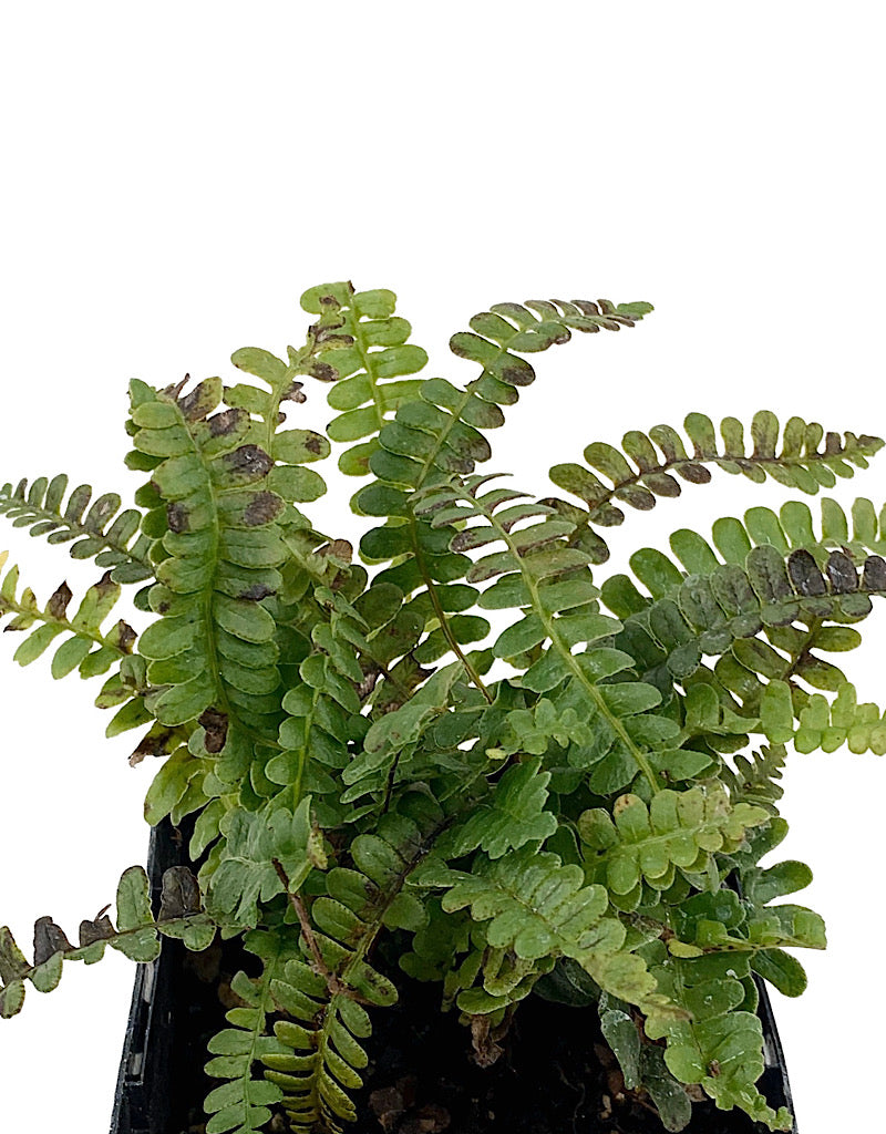 Blechnum penna-marina 4 inch