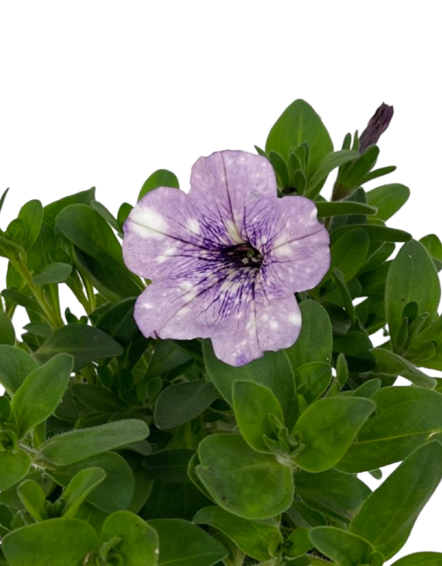 Petunia 'Headliner Crystal Sky' - The Garden Corner